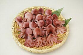 ミニ茹でダコの実物 いろは歌 月の宴 パングラム