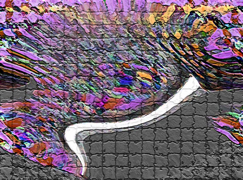 始祖鳥の化石